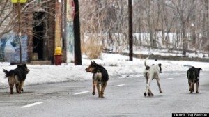 Photo Courtesy of Detroit Dog Rescue: up to 50,000 wild dogs roam Detroit.